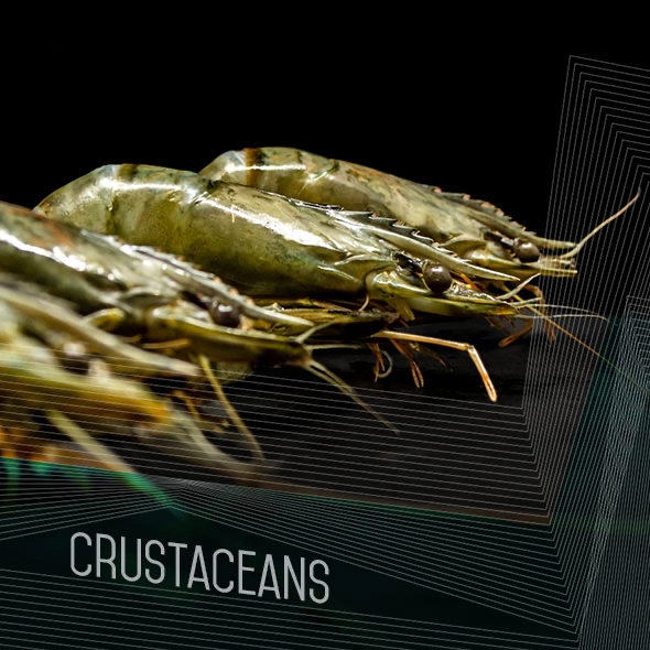 Crustaceans