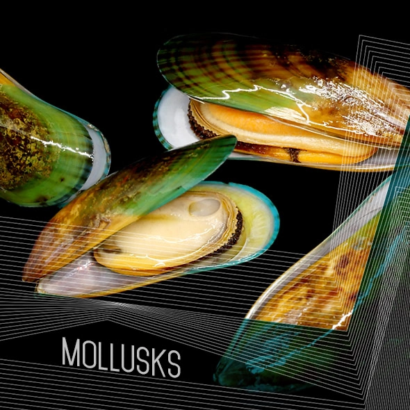Molluscs